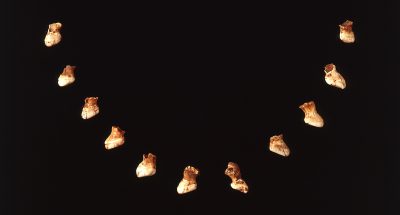 Eleven white-brown gorge-teeth of Rutilus meidingerii.