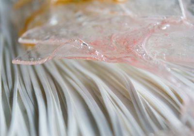 Lange Fäden mit einem transparenten Gebilde darüber.