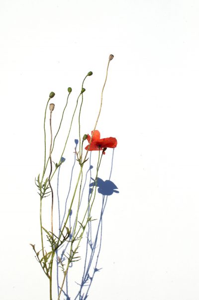 Eva-Maria Lopez, we resist. Pflanzen im Anthorpozäm, Fotografie, Courtesy by the artist