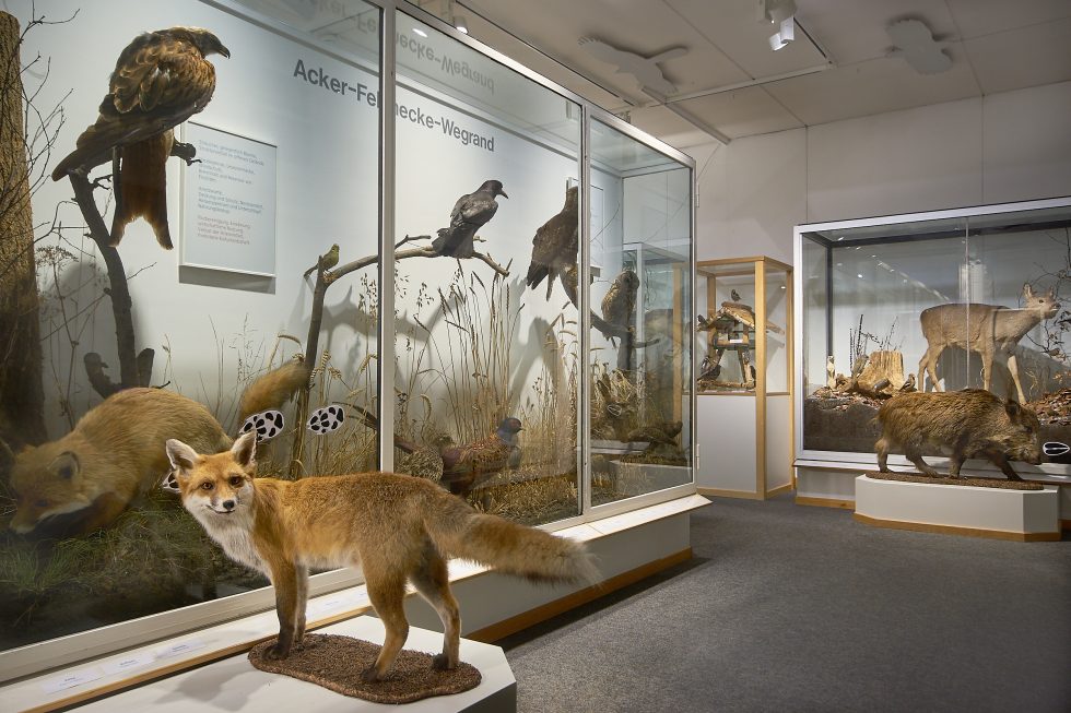 Naturmuseum Ulm | Museum Ulm
